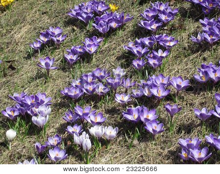Crocus