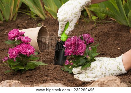 Spring Planting Flowers On Flower Bloom. Female Gardener Put Fresh Bouquet Flowers Chrysanthemum In 