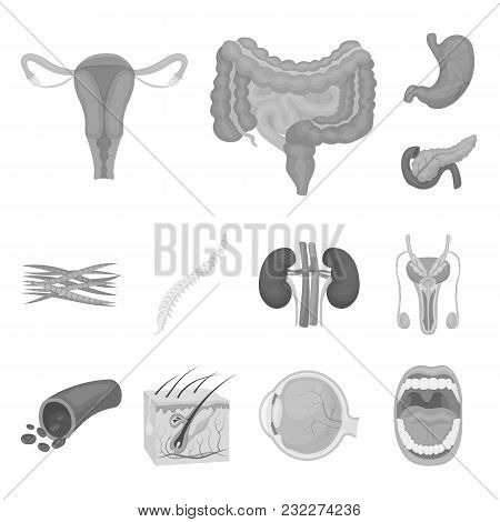 Internal Organs Of A Human Monochrome Icons In Set Collection For Design. Anatomy And Medicine Vecto
