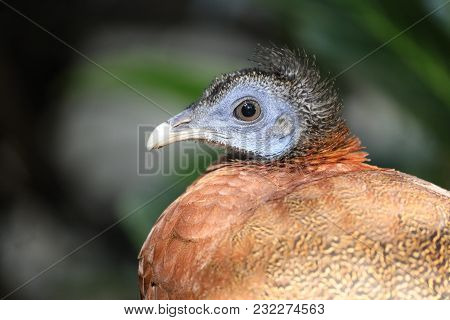 An Argus Pheasant Head With A Green Background