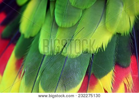 A Colorful Amazona Brasiliensis Feathers Close Up