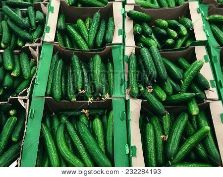 Cucumbers In Boxes Fresh Cucumbers Are Lying In Cardboard Boxes In Rows On The Market Top View