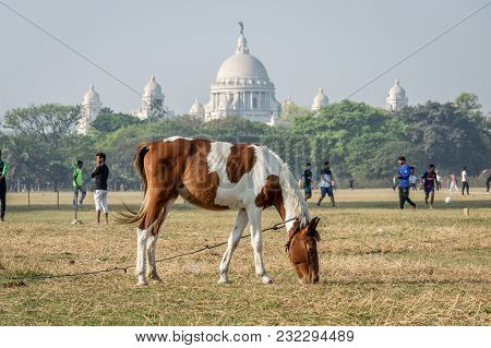 Kolkata Maidan, Kolkata, India - 11th Mar, 2018: A Horse Grazing At Maidan, The Largest Open Playgro