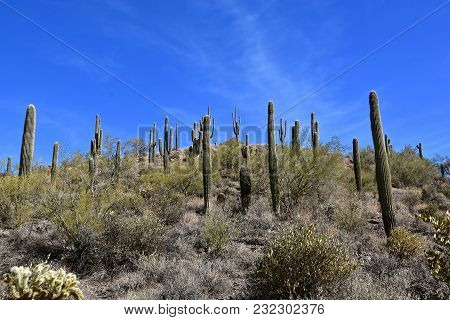 Old And Mature Cacti Trees Stand Tall In A Mountainous And Desert Environment.