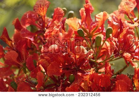 Flame Tree (delonix Regia)