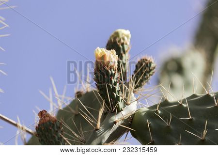 Indian Fig Opuntia (opuntia Ficus-indica)