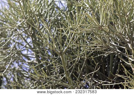 Firestick Plant (euphorbia Tirucalli)
