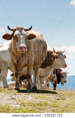 Herd Of Simmental Cattle On A Green Mountain Pasture