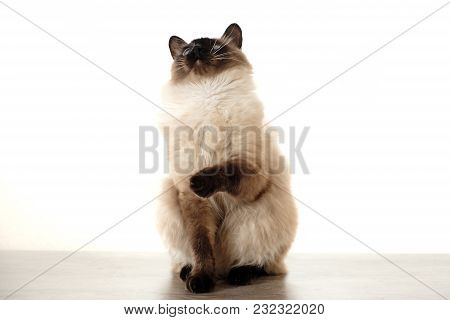 Cute Balinese Cat Sitting On White Background
