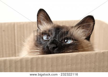 Cute Balinese Cat Sitting On White Background