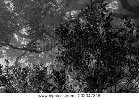 Black And White Scene Of Dense Trees And Branches In The Forest With White Mist In Foggy Day. Hopele