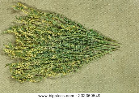 Melilot. Dry Herbs For Use In Alternative Medicine, Phytotherapy, Spa, Herbal Cosmetics. Preparing I