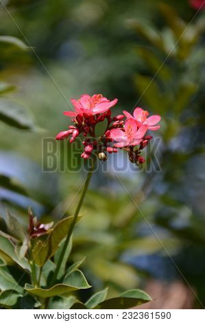 Pink Jatropha Integerrima Flower In Nature Garden