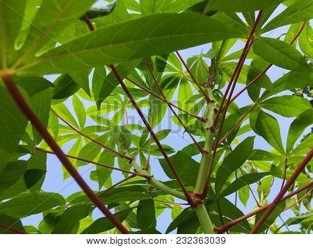 Fresh Green Manihot Esculenta Leaves In Nature Garden