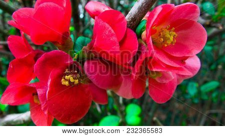 Blossom Of Pink Peach Flowers Cin Spring Lose-up.