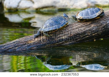 Water turtles on a log