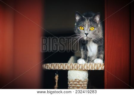 Funny Gray Surprised Cat Sitting On The Scratching Post