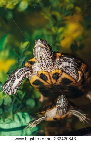Red Eared Terrapin - Trachemys Scripta Elegans In The Aquarium