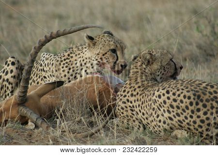 Cheetah (acinonyx Jubatus) Duma In Swahili Language.