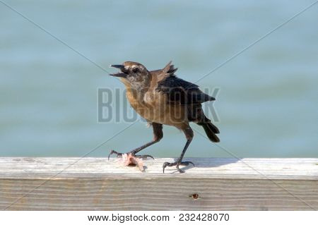 Brown Headed Crow Eating A Fish On A Pier