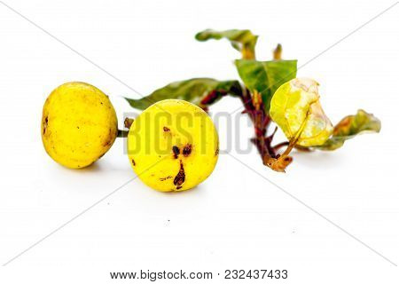 Close Up Of Fresh Leaves Of Gular,golar Or Clustar Fig Tree Or Indian Fig Tree Fruit Isolated On A W