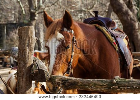Horses Standing Along A Fence.
