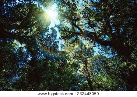 Natural Background Of Green Leaves. Background Asplenium Nidus