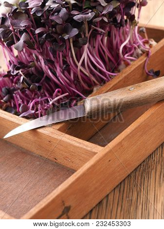 Red Radish Sprouts In A Wooden Box On A Ktichen Table