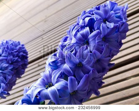Flowering Hyacinth Hyazinthe Hyacinthus Orientalis In The New Spring Season Red Wooden Background