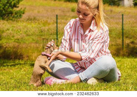 Woman Playing With Little Pinscher Ratter Prazsky Krysarik Crossbreed Small Dog Outside On Grass Dur