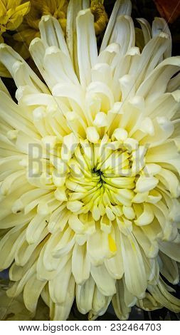 White Chrysanthemums In A Flower Shop. A Bouquet Of Chrysanthemums. Chrysanthemum Flower. White Flow