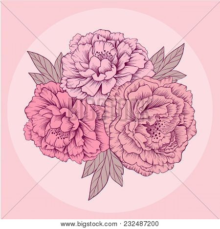 Hand Drawn Gentle Pink Vector Peony Flowers