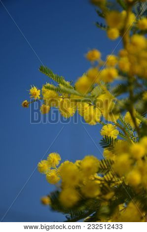 Blossoming Yellow Mimosa In Blue Sky In Day