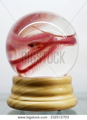 A snake skeleton preserved in a glass vase on a wooden stand. Snakes are feared and revered by people world wide. Snakes are said to be in the Garden of Eden according to the bible.