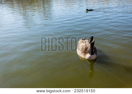 Close Up Shot Of Canadian Goose  Swims At The Lake In A Nice Day, Lots Of Copy Space For Yout Text O