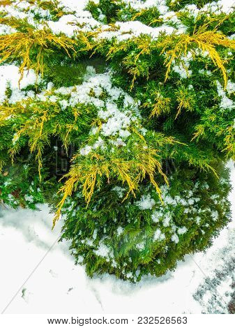 Green Branches Of Trees Covered With Snow In Jurmala, Latvia 2018