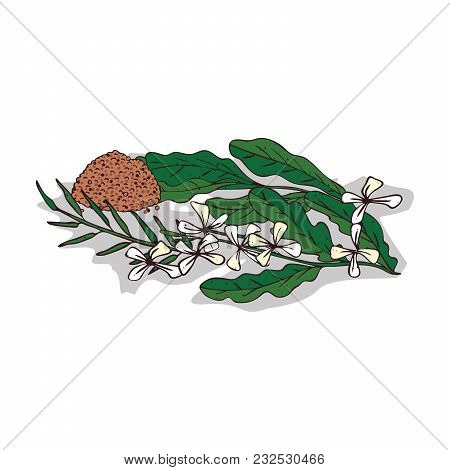 Isolated Clipart Of Plant Taramira On White Background. Botanical Drawing Of Herb Eruca Sativa With 