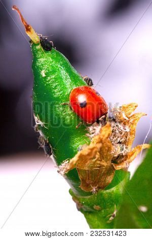 Macro Of Ladybug Adalia Bipunctata Eating Aphids On Stem Biological Plant Protection Insecticide Nat