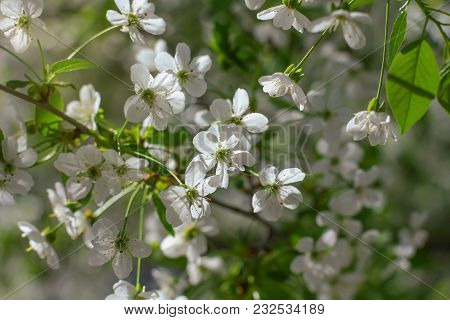 Early Spring Cherry Tree Bllossom With Tender White Flowers