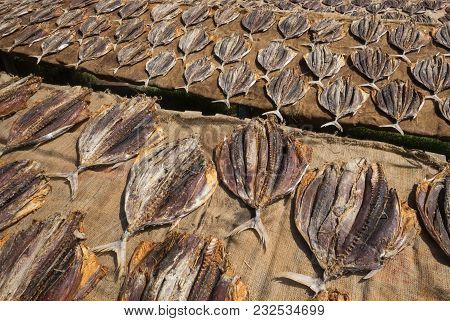 Traditional Salted Fish Drying On Racks In Midigama Srilanka. Local Way Of Preparing Delicious Fish