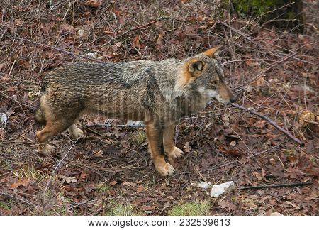 Profile Of Timber Wolf In The Forest