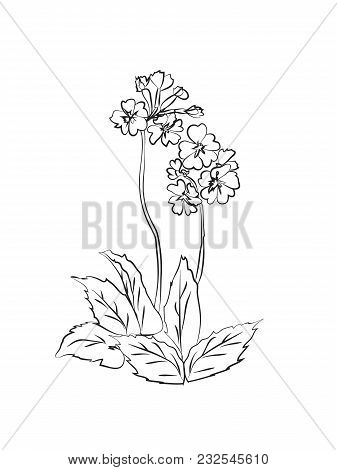 Primrose Illustration On White Background. Vector Illustration