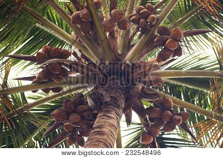 Palm Tree With Coconuts Against The Blue Sky.