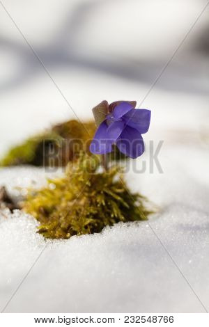 Hepatic Creeper, Also Hepatica Nobilis Schreb., Is A Perennial Low Herb Growing In Deciduous Forests