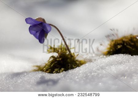 Hepatic Creeper, Also Hepatica Nobilis Schreb., Is A Perennial Low Herb Growing In Deciduous Forests