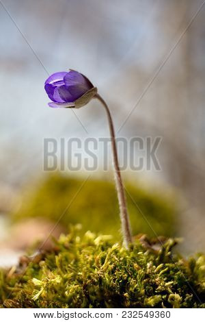 Hepatic Creeper, Also Hepatica Nobilis Schreb., Is A Perennial Low Herb Growing In Deciduous Forests