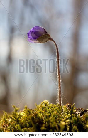 Hepatic Creeper, Also Hepatica Nobilis Schreb., Is A Perennial Low Herb Growing In Deciduous Forests