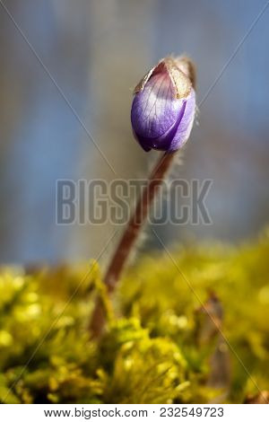 Hepatic Creeper, Also Hepatica Nobilis Schreb., Is A Perennial Low Herb Growing In Deciduous Forests