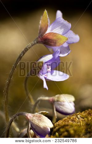 Hepatic Creeper, Also Hepatica Nobilis Schreb., Is A Perennial Low Herb Growing In Deciduous Forests