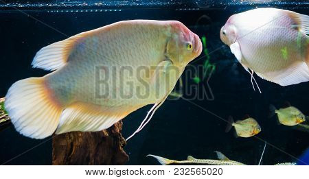 Tropic, Zoo, Tropical, Adventure, Apex, Aquatic, Atlantic, Bahama, Caribbean, Close, Colorful, Conse